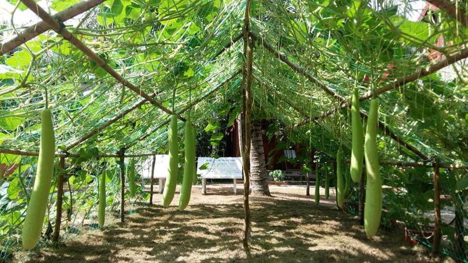 Coconut Homestay Mo Cay Nam Ben Tre Exterior photo