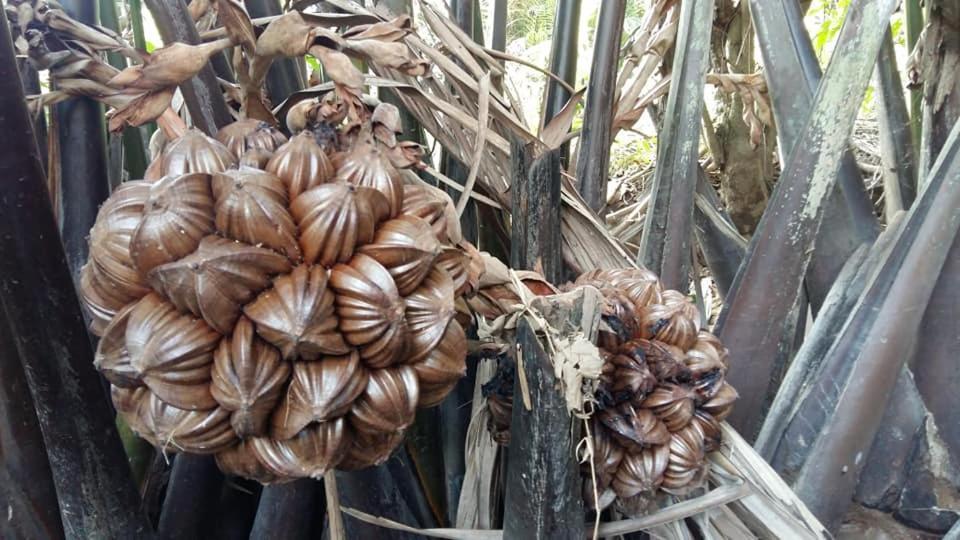 Coconut Homestay Mo Cay Nam Ben Tre Exterior photo