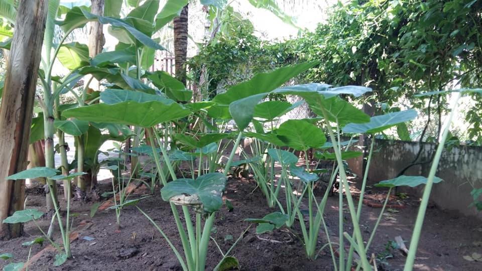 Coconut Homestay Mo Cay Nam Ben Tre Exterior photo