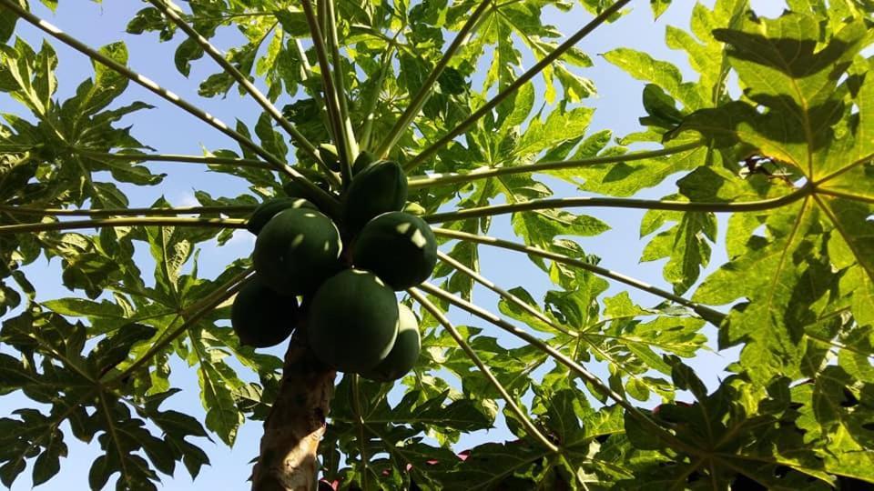 Coconut Homestay Mo Cay Nam Ben Tre Exterior photo