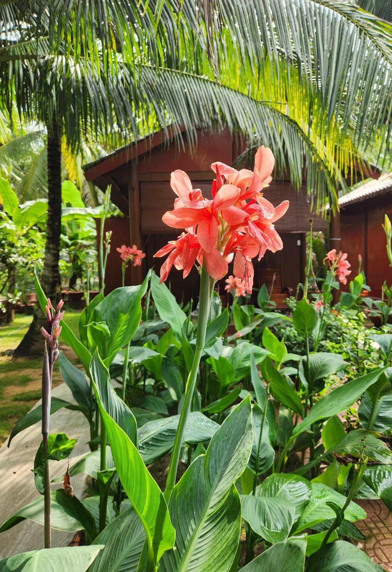 Coconut Homestay Mo Cay Nam Ben Tre Exterior photo