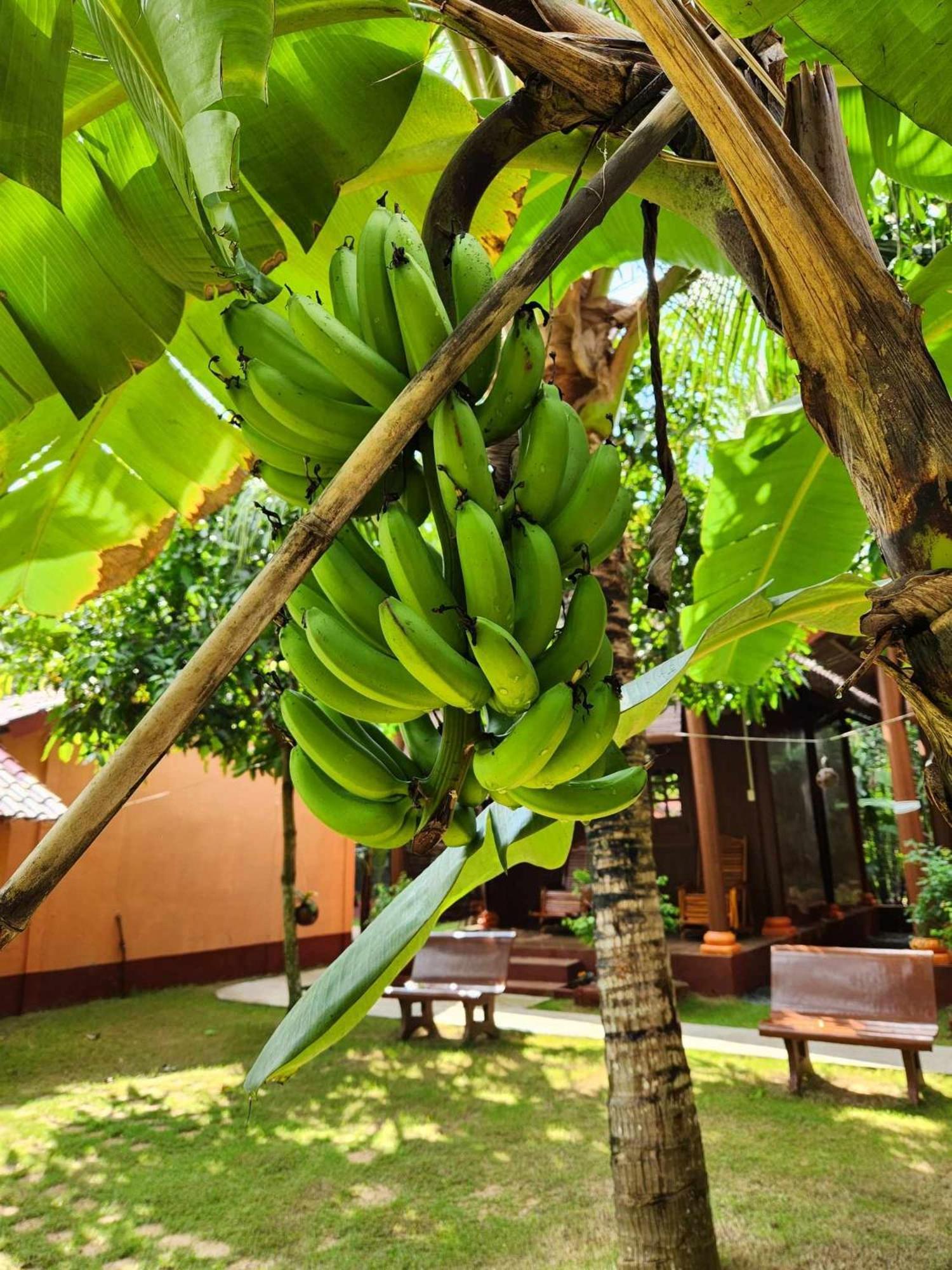 Coconut Homestay Mo Cay Nam Ben Tre Exterior photo