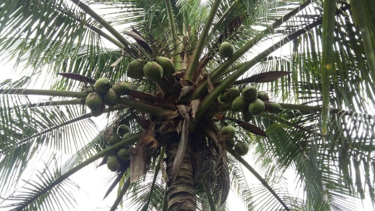 Coconut Homestay Mo Cay Nam Ben Tre Exterior photo