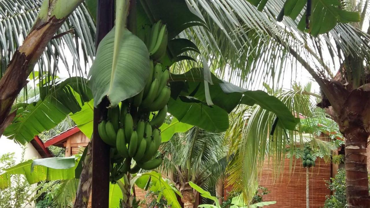 Coconut Homestay Mo Cay Nam Ben Tre Exterior photo