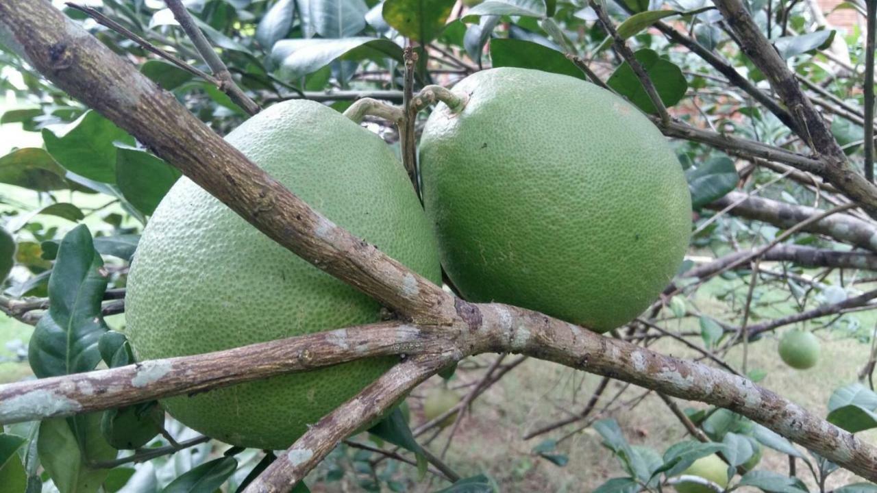 Coconut Homestay Mo Cay Nam Ben Tre Exterior photo